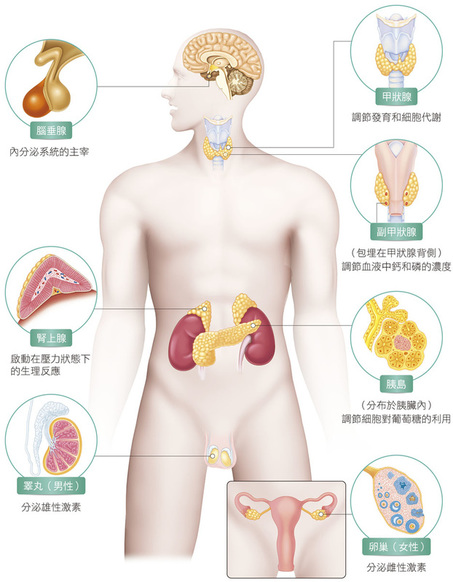 日本藤素內分泌